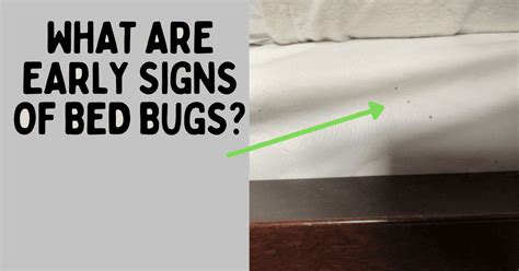 bed bugs to the naked eye|Solved! 5 Early Signs of Bed Bugs to Never Ignore